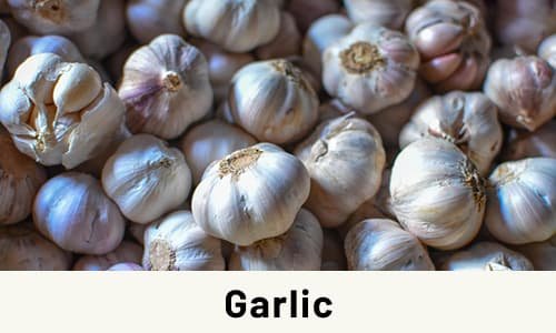 Garlic