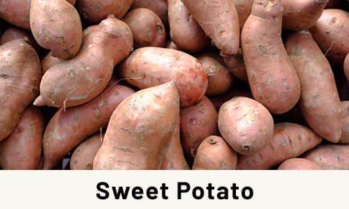 Sweet Potato